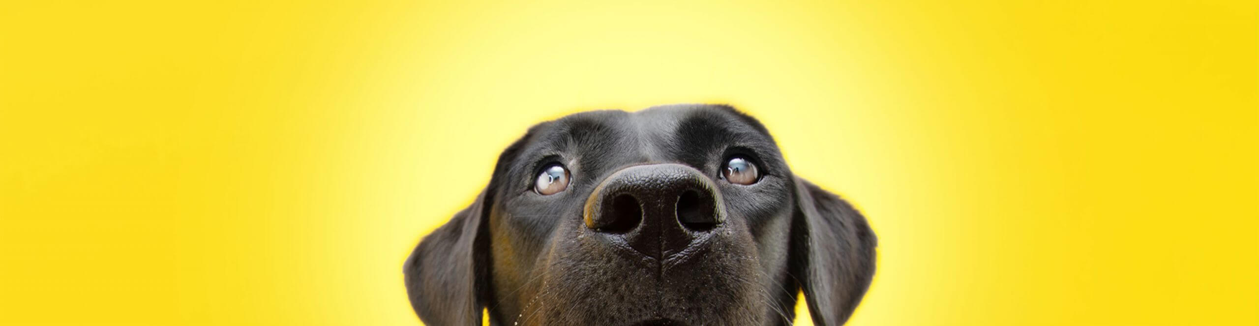 Happi Doggy - All Products Banner
