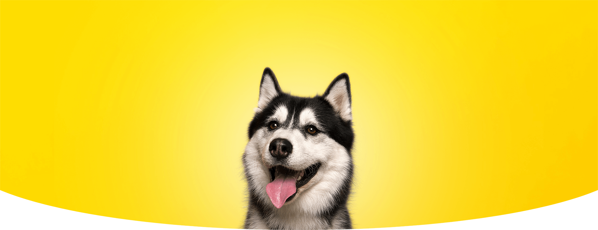 Happi Doggy - Homepage Banner