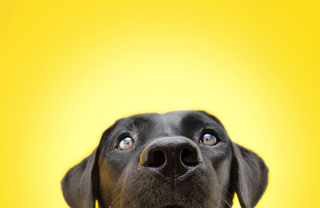 an image of a dog looking up