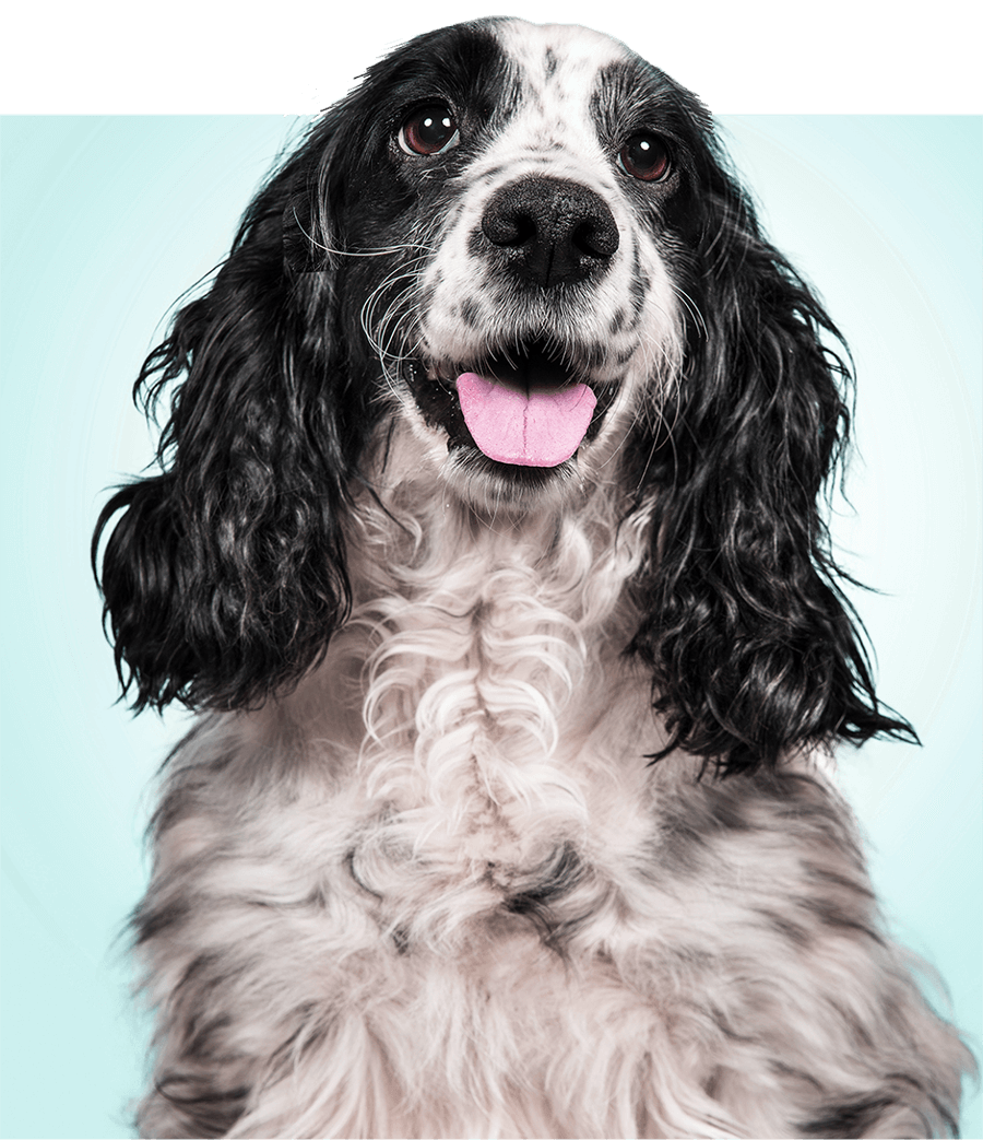 Happi Doggy - Dog