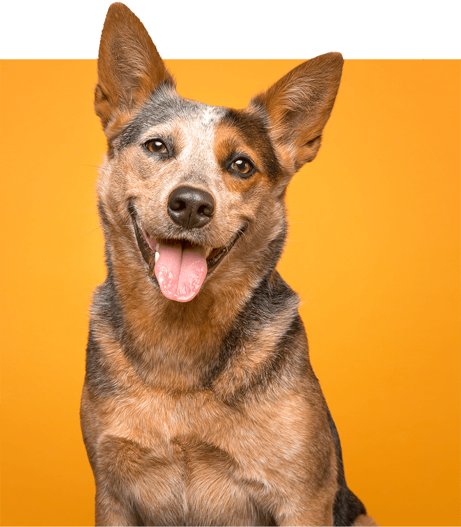 Happi Doggy - Dog