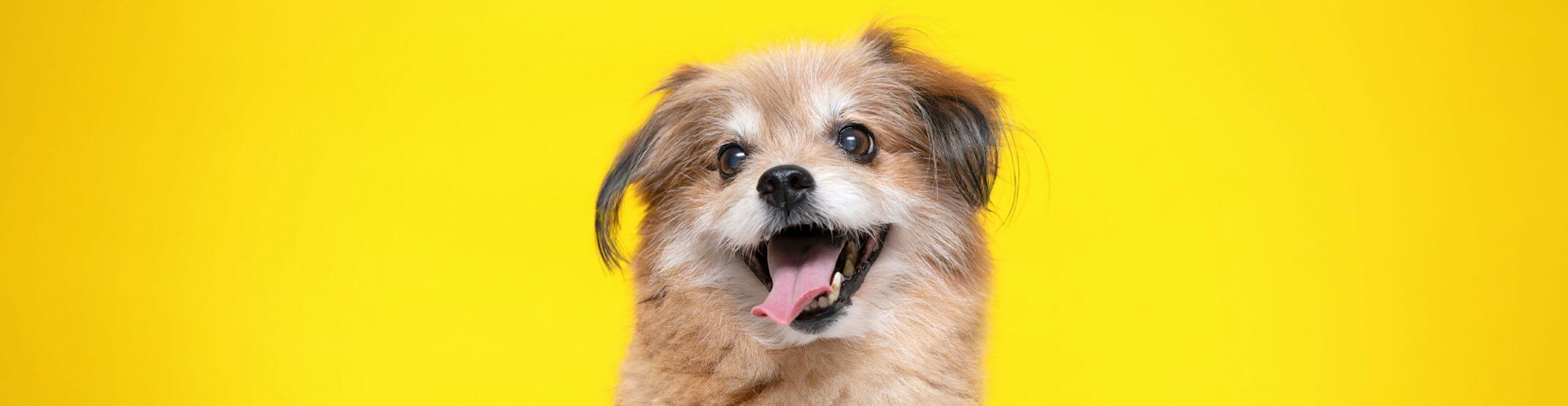 Happi Doggy - Feeding Guide Banner