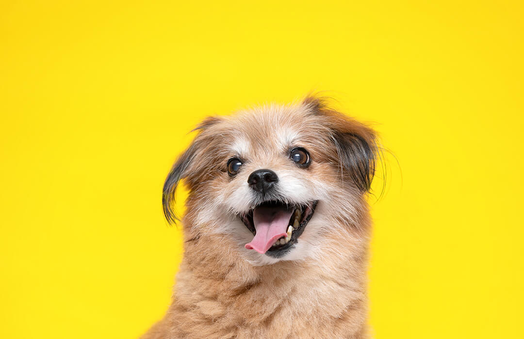 a photo of a happy dog