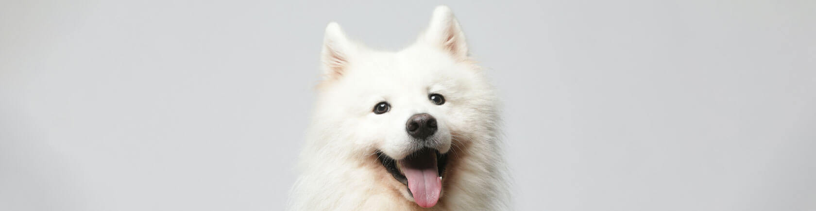 Happi Doggy - Stockists Banner